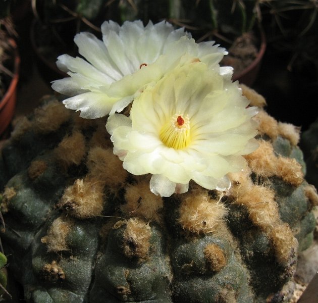 Wigginsia calvescens LB249 Paso de los Libres Arg. Cordoba